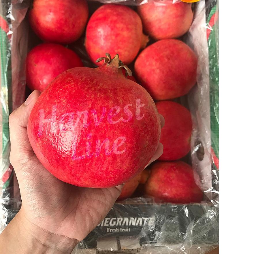 

12.12 Promo Brand BUAH DELIMA MERAH POMEGRANATE JUMBO IMPOR IMPORT [HARVEST LINE] !
