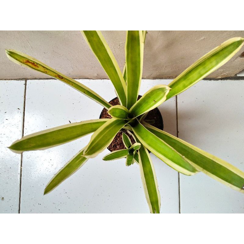 TANAMAN HIAS/BUNGA HIAS/BROMELIA HIJAU GARIS PUTIH/BROMOLIA pohon hidup - TitipBibit