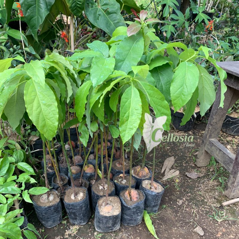 Bibit Tanaman Buah Alpukat Mentega Genjah (Grafting, Cepat Berbuah)