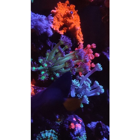 Lampu Aquarium - KMS 40 watt