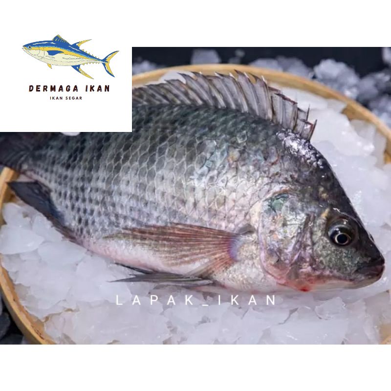 

Ikan Mujaer / Tilapia Segar 1~Kilogram