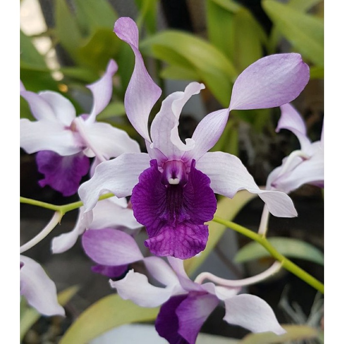 Dendrobium Indonesia Raya Blue