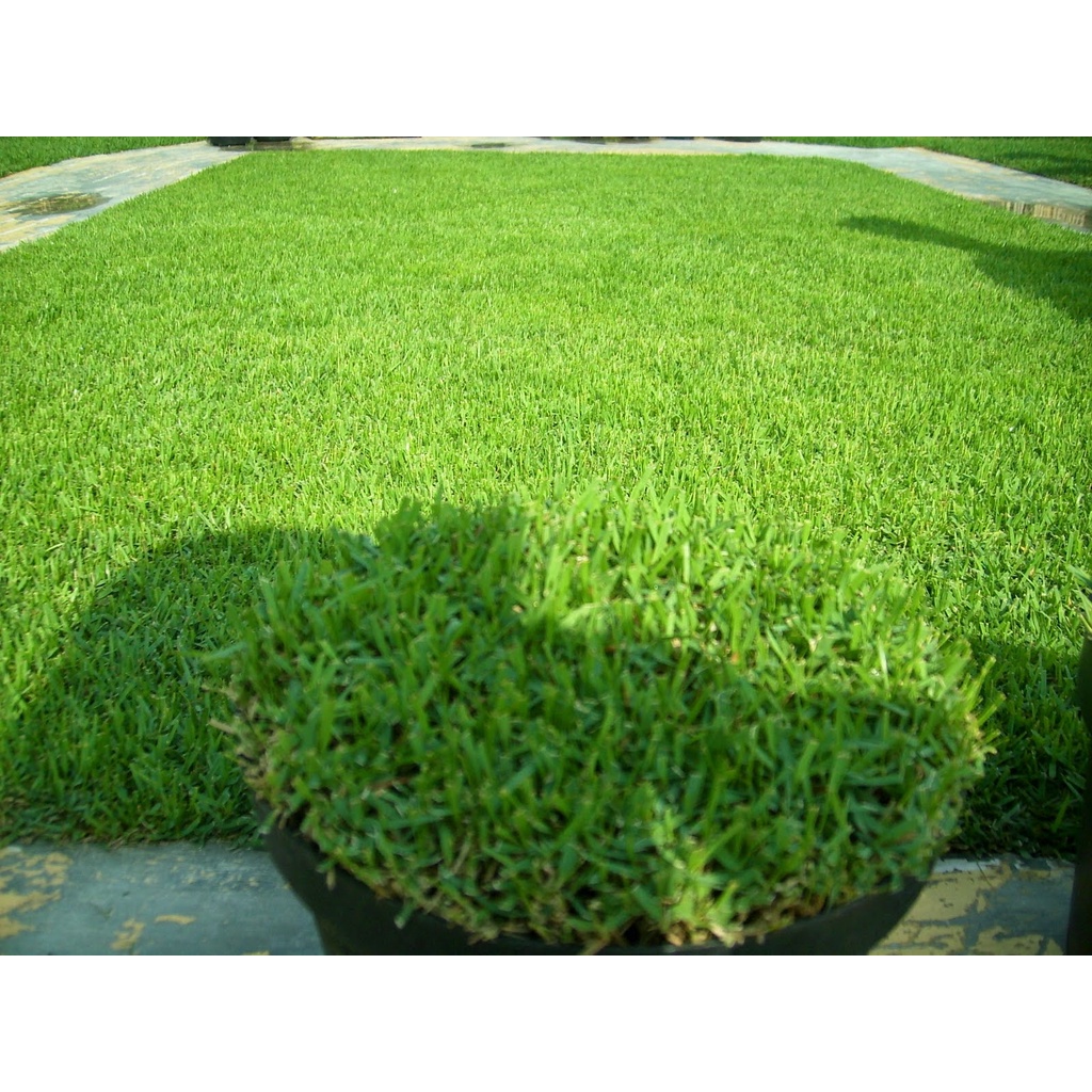 Tanaman Rumput Jepang (Zoysia japonica)Per 1 Meter - Rumput Jepang Per 1 Meter Persegi- rumput taman