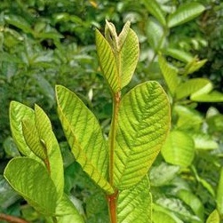 

Daun Jambu Biji, Jambu Batu Segar Alami Langsung Petik