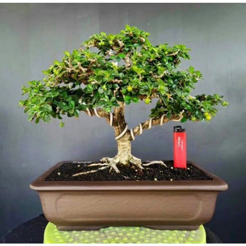 tanaman bonsai hokiantea micro berbuah siap tampil (sesuai foto)  - TitipBibit