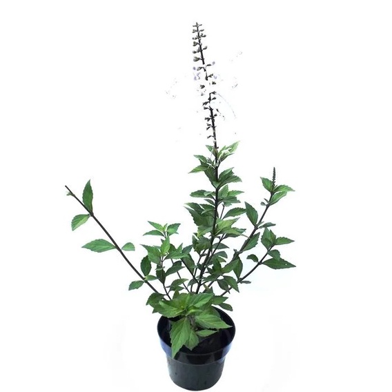 Tanaman herbal kumis kucing - Pohon Herbal Kumis Kucing - Pohon Kumis Kucing