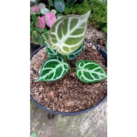 kuping gajah dorayaki mangkok