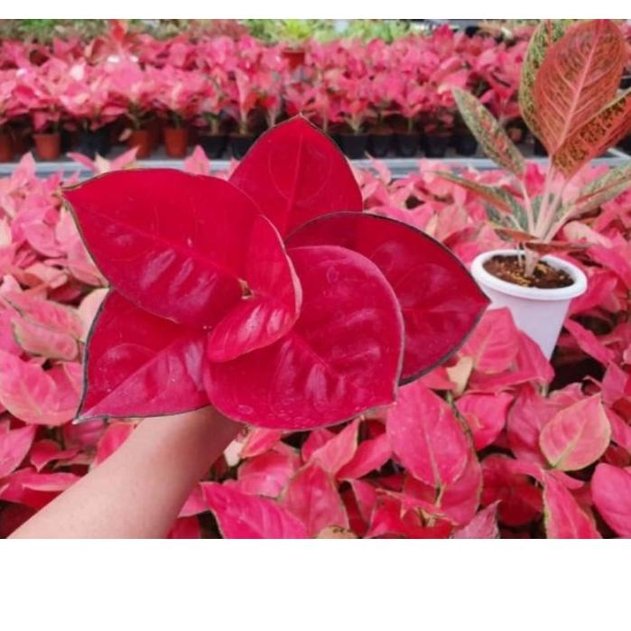 ✾ AGLONEMA SUKSOM SUPER ➴