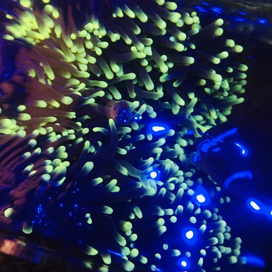 ANEMON CLOWN TIP HIJAU