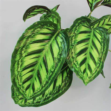 Tanaman Hias Calathea Veitchiana - Bunga Kalatea - TitipBibit