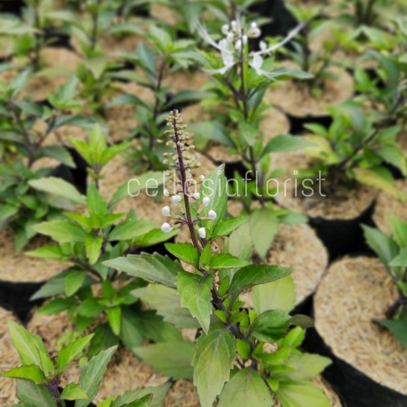 Tanaman Herbal Kumis Kucing Pohon Hidup - TitipBibit