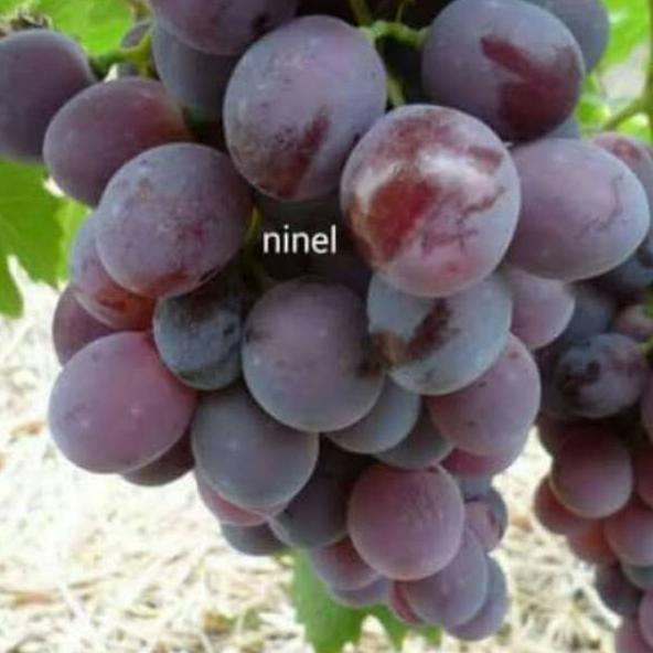 ☂ BIBIT ANGGUR IMPORT NINEL ( BIBIT ANGGUR NINEL ) ✮
