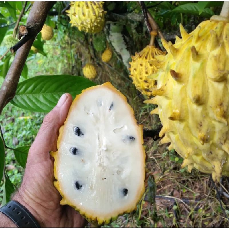 Bibit Surikaya Biriba//srikaya durian// cepat buah