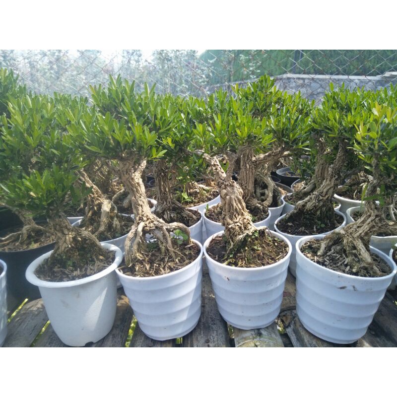 tanaman bonsai boxus rare item siap kontes kelas pemula - TitipBibit