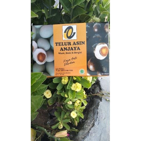 

TELUR ASIN ANJAYA