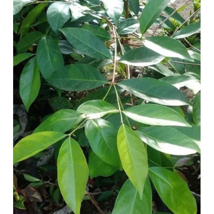 

daun salam segar fresh 250gram