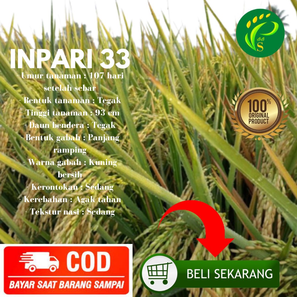 Biji Padi  Inpari 33 Bibit Unggul