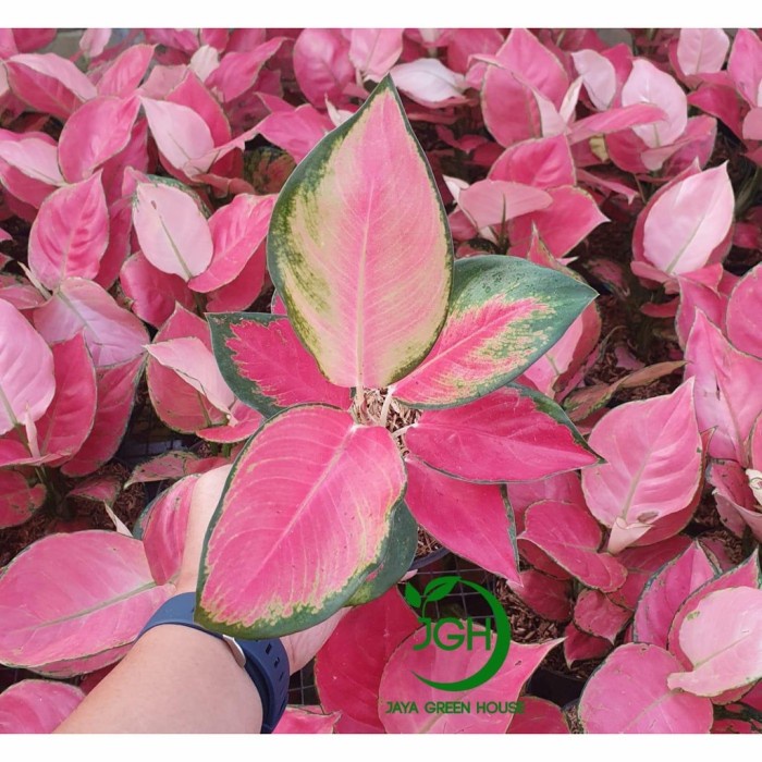 jual aglaonema red majesty