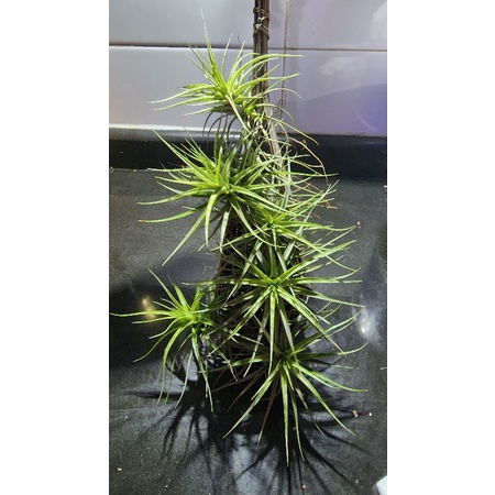 tillandsia bergerigi