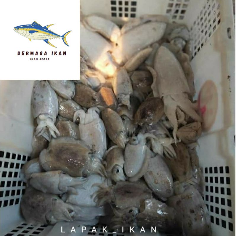 

Cumi Balakutak Segar 1~Kilogram