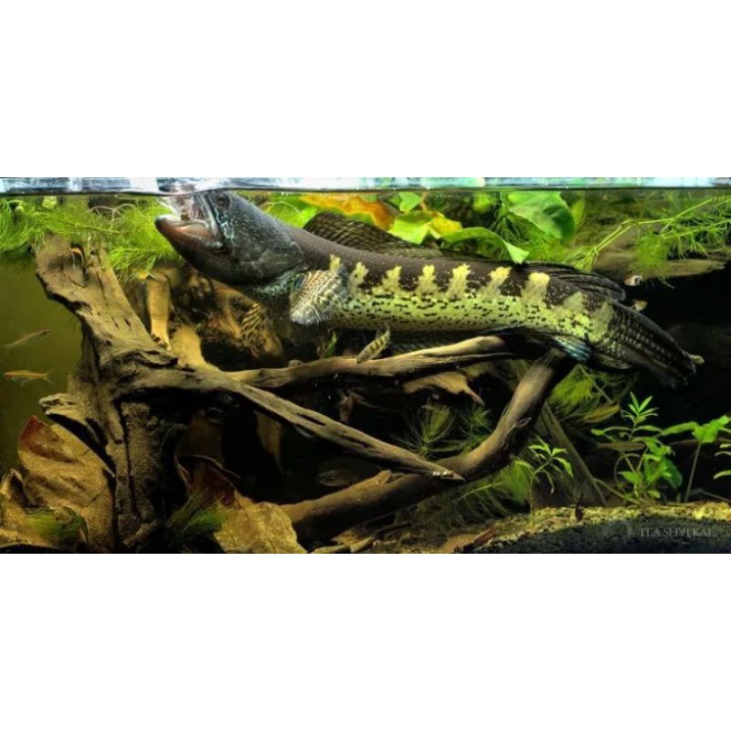 Hiasan aquascape baby auranti ukuran 3-5 cm