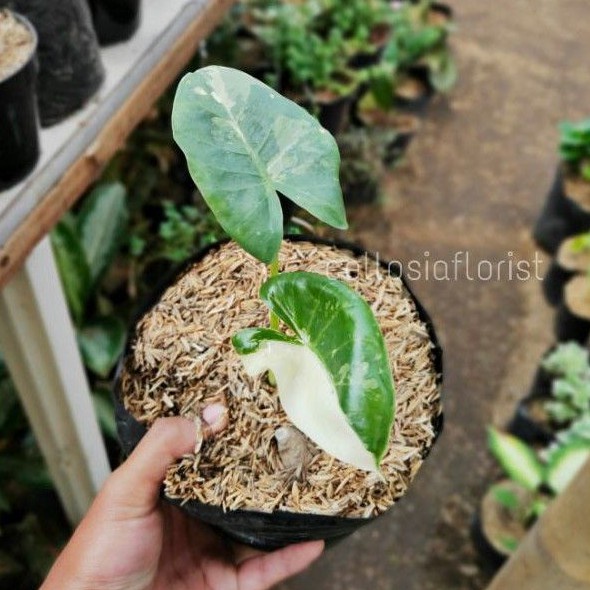 Tanaman Hias Sente Variegata / Alocasia Macrorrizos Variegata Pohon Hidup - TitipBibit