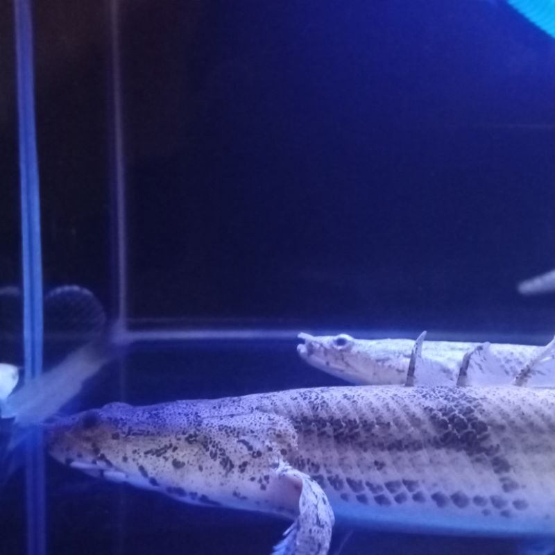 BIG SIZE/JUMBO PALMAS ENDLICHERI 30 CM ++