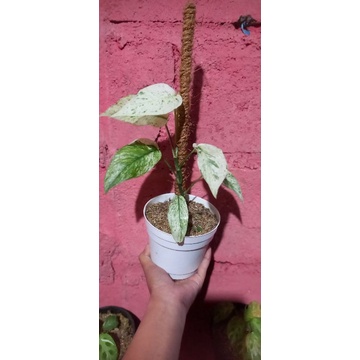 Epipremnum Hanoman SP Bali