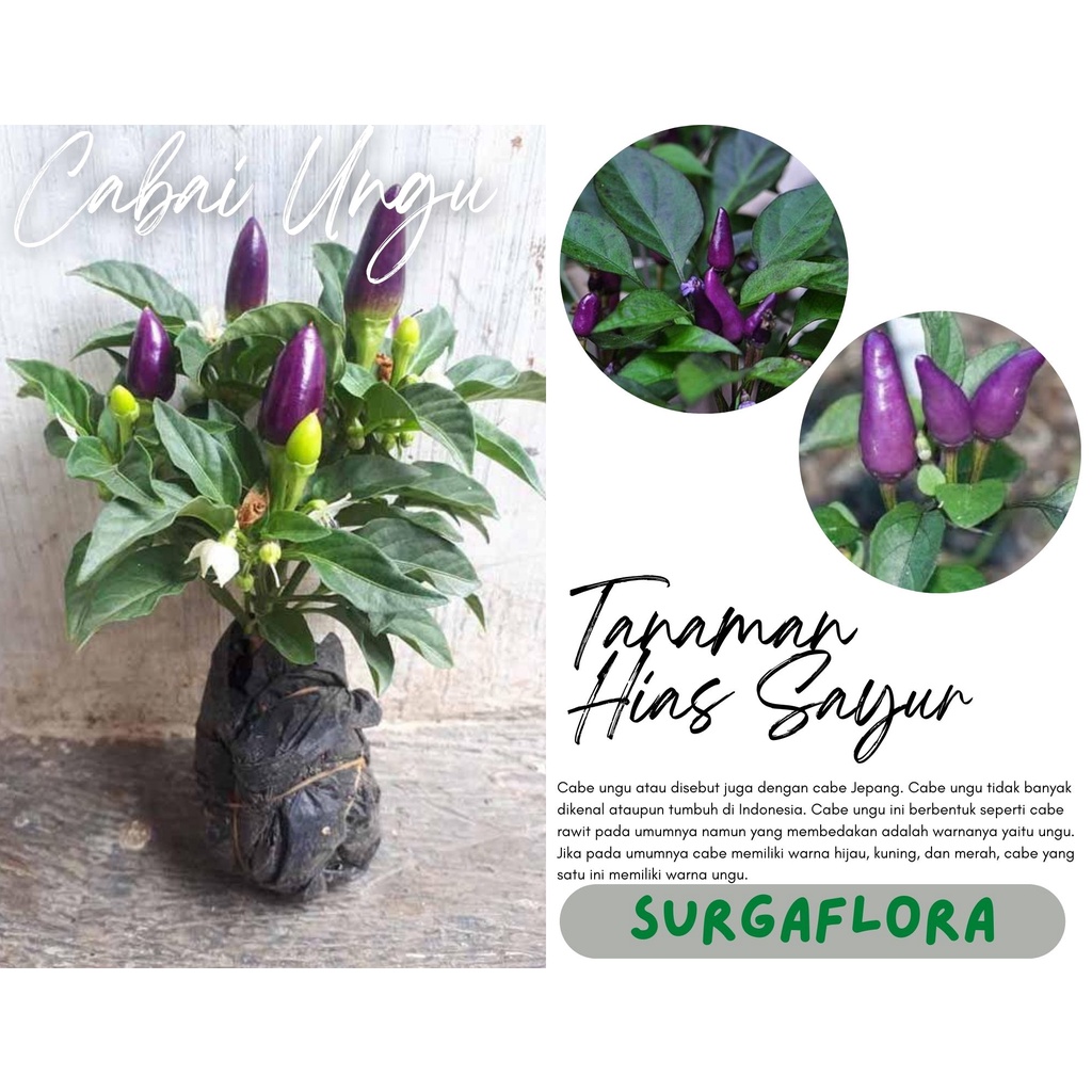 Tanaman Hidup Cabe Ungu Berbuah - Cabe Ungu - Cabe Ungu Berbuah