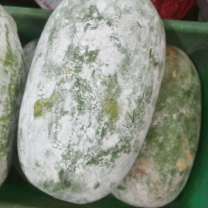 

➦ buah bligo tua super besar Ω