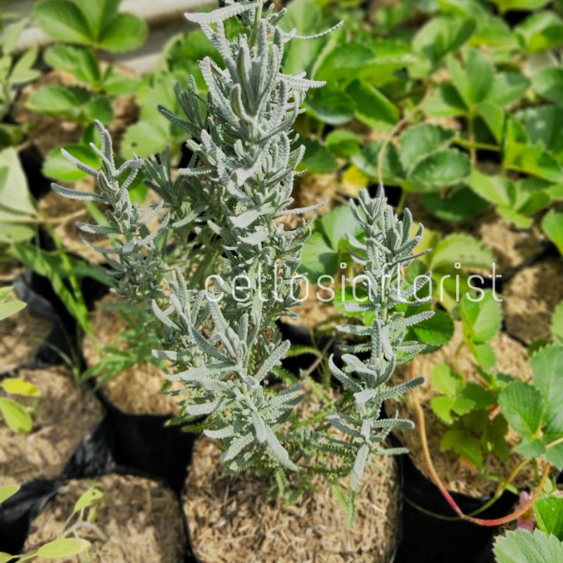 Tanaman Herbal Lavender French / Lavender Denata Import Pohon Hidup - TitipBibit