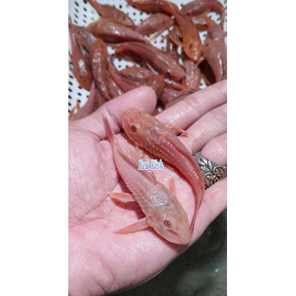 ikan sapu sapu albino mata merah