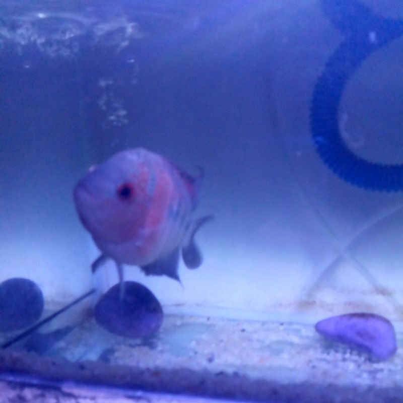 ikan lohan