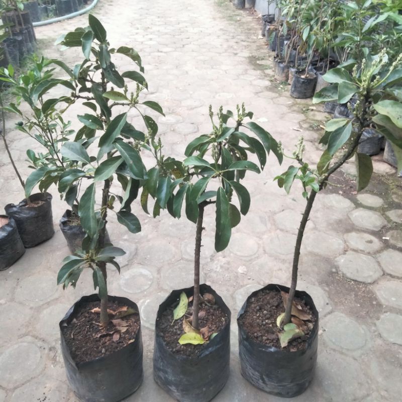 bibit alpukat aligator dan miki berbunga 1 meter