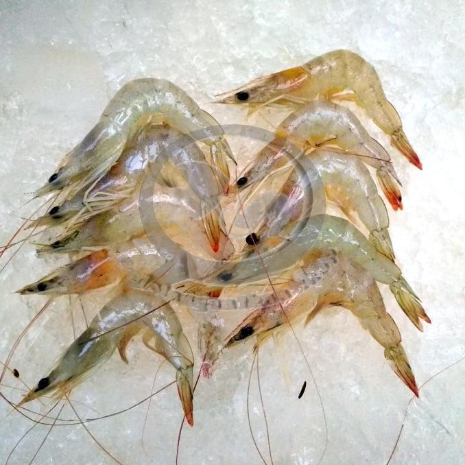 

Jual Udang Peci segar per kg TERLARIS