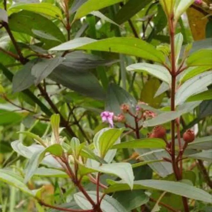 

DAUN SENGGANI | HARENDONG SEGAR 1KG