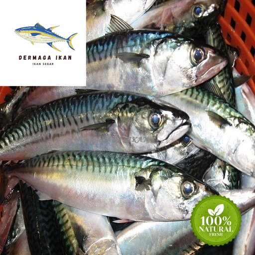 

Ikan Makarel Saba Segar 1~Kilogram