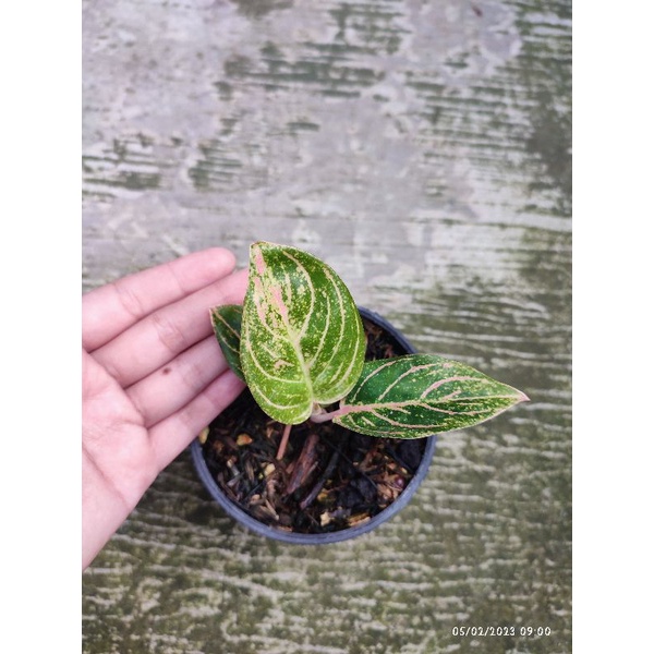 Aglaonema Asri Merah Kak Lafasha