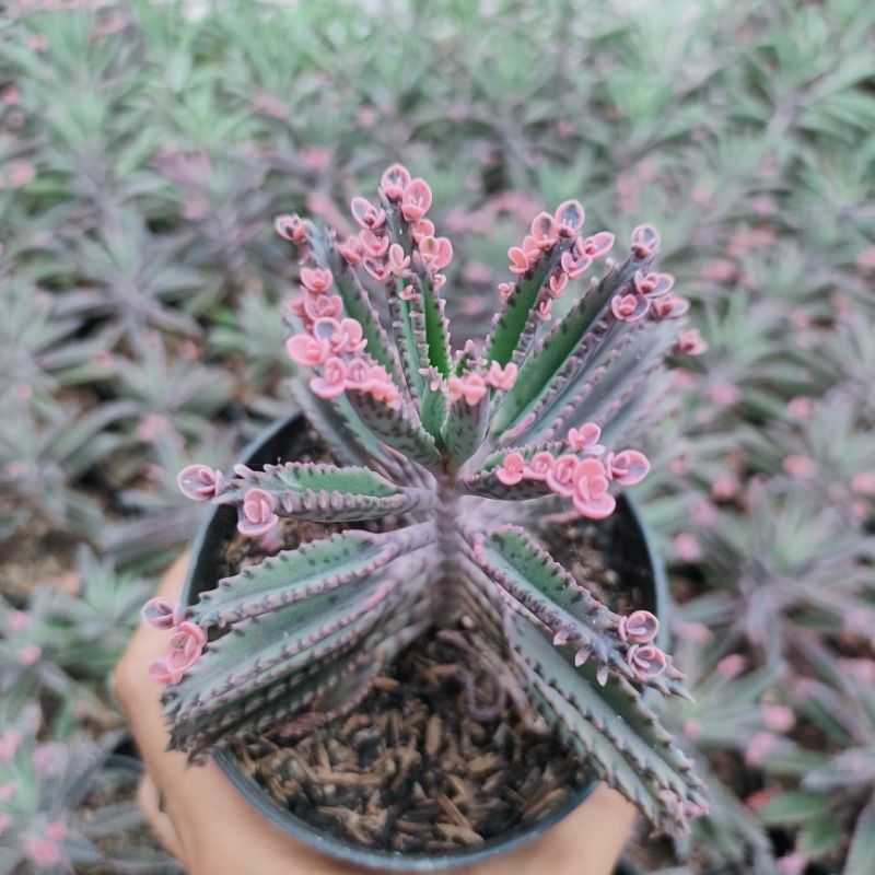 Kalanchoe Daigremontiana || Mother of Millions || Sekulen cocor bebek bunga pink