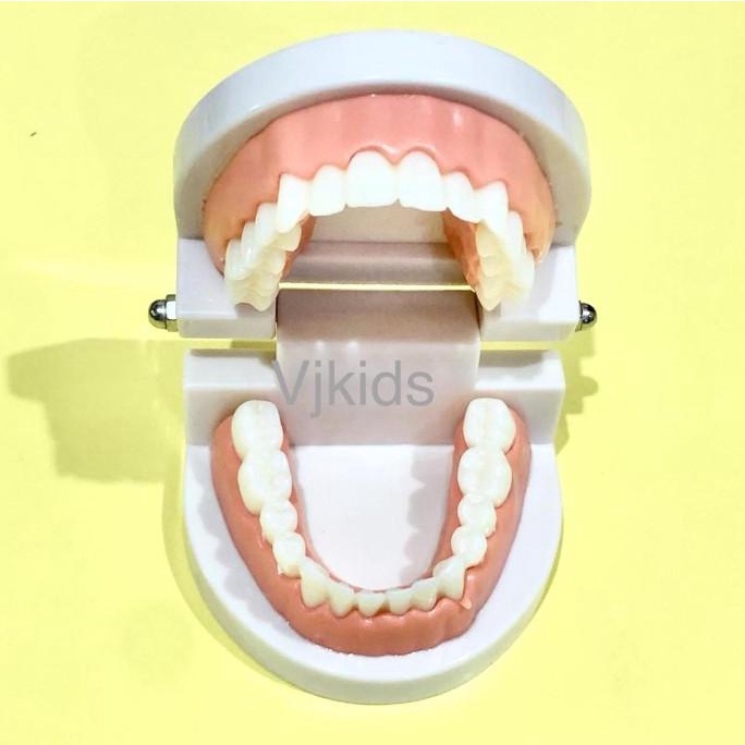 Mainan replika gigi alat peraga gigi sticker gigi edukasi medis anak