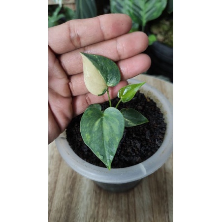 Anthurium Brownii / Corong varigata