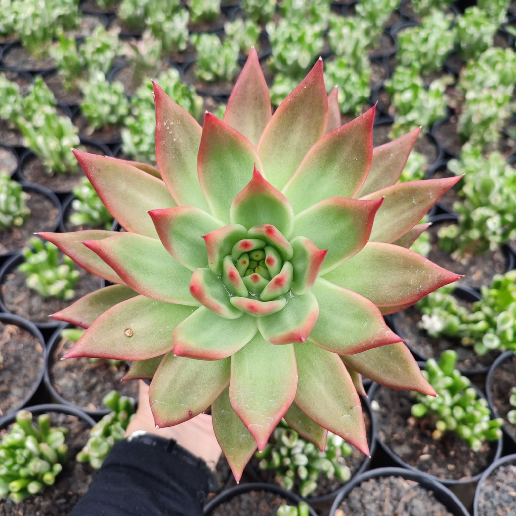 Echeveria Agavoides Lipstik | DP 15 Cm | Sukulen