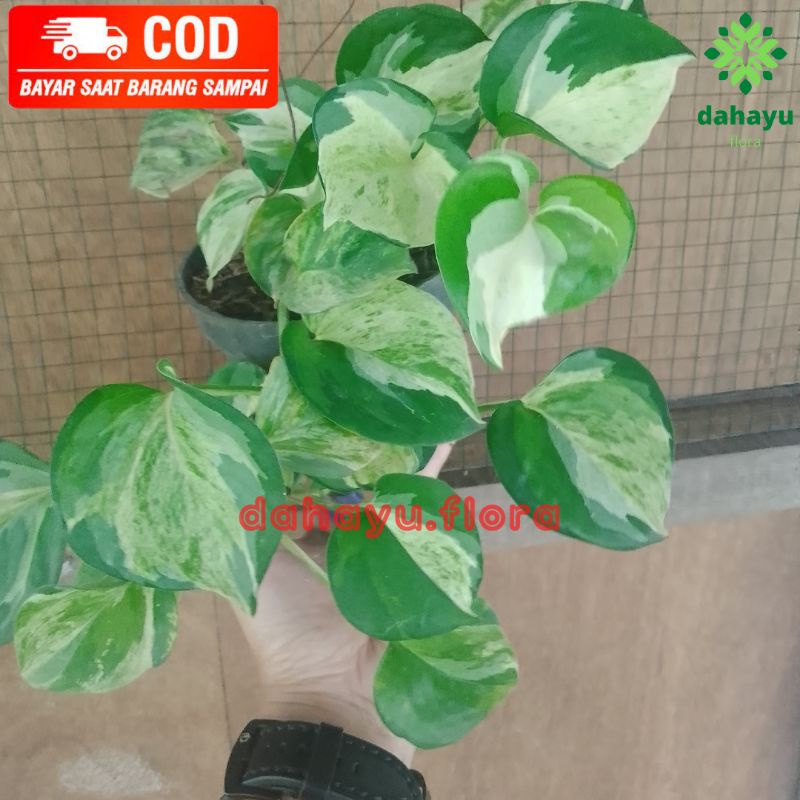 Sirih gading manjula varigata/Epipremnum
