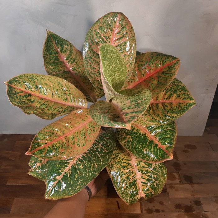 Aglonema harlequeen / Bunga aglonema harlequeen/ Tanaman Hias Hidup/ Tanaman Hias Murah Meriah/ Tana