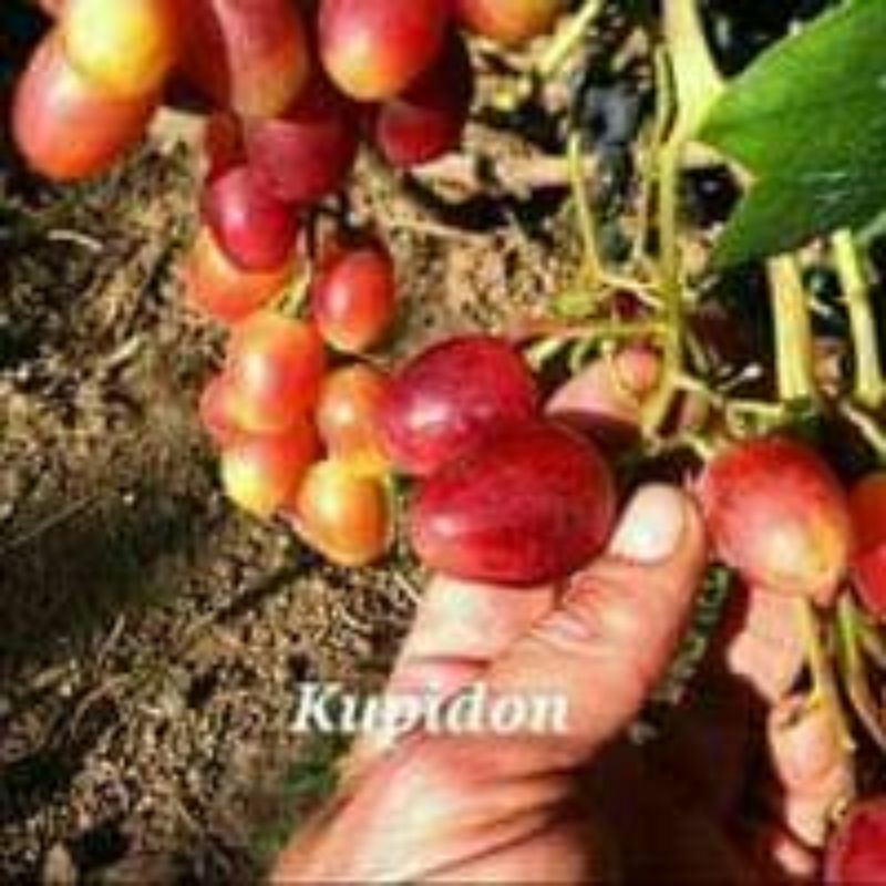 bibit anggur Kupidon rs import