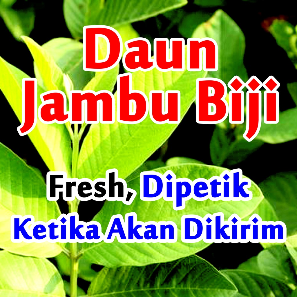 

Daun Jambu Biji