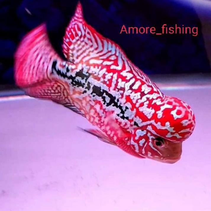 Promo ® kamfa super red 4/5cm  ~