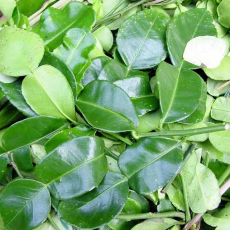 

Daun jeruk nipis fresh langsung di petik dari pohon