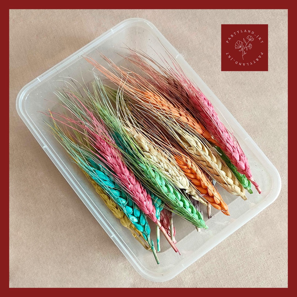 Dried Flower Preserved DIY Rainbow Wheat Bunga Kering Hias Dekorasi