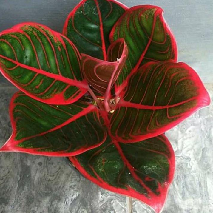 ✭ Aglonema Murah Anakan Khanza ℮